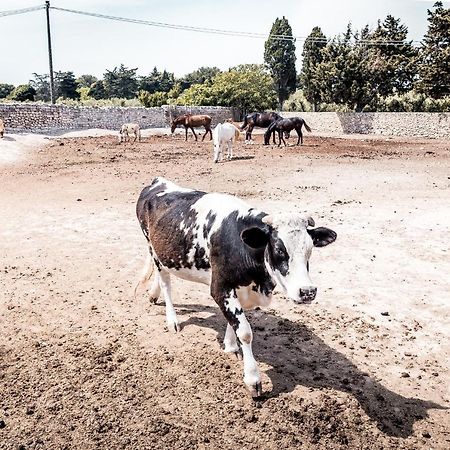Masseria Prosperi Alimini Eksteriør billede