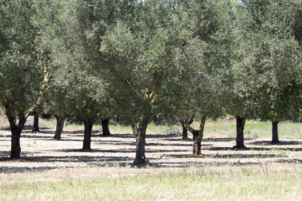 Masseria Prosperi Alimini Eksteriør billede